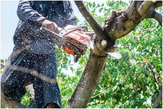 tree services Santaquin